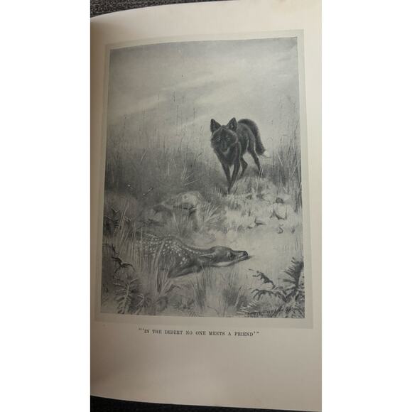 The Biography of a Silver Fox Ernest Thompson Seton Book 1909 100 Illustrations - Picture 9 of 13